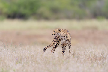 Cheetah in the wilderness of Africa, cheetah cub, cheetah mom