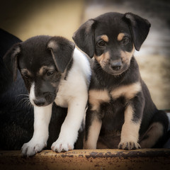 retrato de dos cachorros de perro