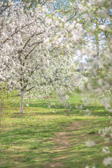 Obraz premium a path in a blooming spring garden