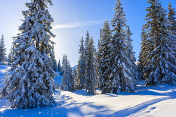 Trees in beautiful winter landscape of Gasienicowa valley after fresh snowfall, Tatra Mountains, Poland