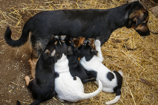 4 cachorros  de perro mamando de la madre