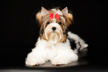 Biewer Yorkshire Terrier on colored backgrounds