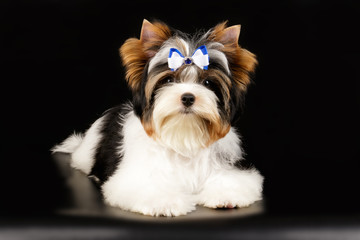 Biewer Yorkshire Terrier on colored backgrounds