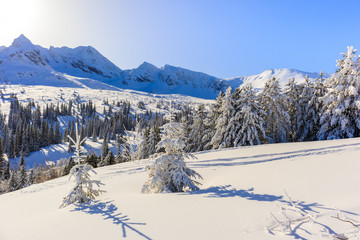 Fototapeta na wymiar Trees in beautiful winter landscape of Gasienicowa valley after fresh snowfall, Tatra Mountains, Poland