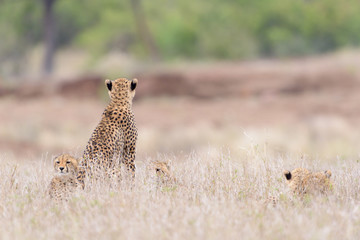 Cheetah in the wilderness of Africa, cheetah cub, cheetah mom