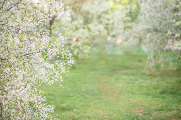 spring blooming garden of Apple and cherry trees white green