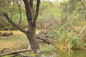 Deep Forest Jungle big trees greenery