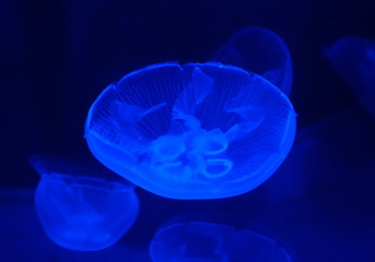 Close up of jellyfish inside an aquarium under the blue lights