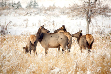 Elk Harlem 