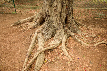 tree roots and green forest