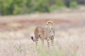 Cheetah in the wilderness of Africa, cheetah cub, cheetah mom