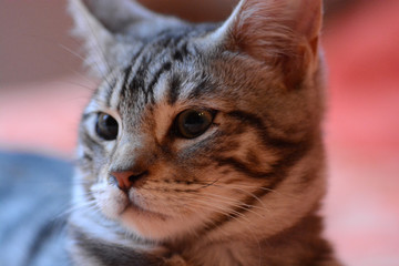 my beautiful Bengal cat