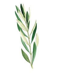  stock illustration watercolor drawing. olive branch, olive leaves. isolated on white background