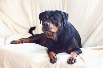 dog portrait adult rottweiler attentive serious look lies on the white background