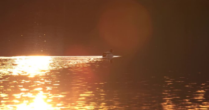 canard colvert au coucher de soleil