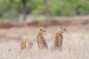 Naklejka na ściany i meble Cheetah in the wilderness of Africa, cheetah cub, cheetah mom