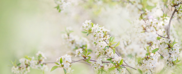 beautiful spring background for a banner, postcards with blooming cherries and Apple trees....