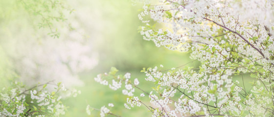 beautiful spring background for a banner, postcards with blooming cherries and Apple trees. Delicate color white and green