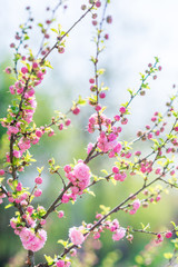 tree in pink on a background of greenery and sky