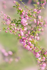 Blooming sakura tree in spring park. Pink flowers of blossoming cherry tree.