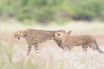 Cheetah in the wilderness of Africa, cheetah cub, cheetah mom