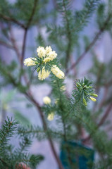 Yellow small Australian bottle brush flowers and buds in macro growing on thin branches covered in dark green needles. Shot in natural blue tinted light in greenhouse.