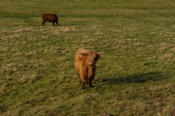 Highland cattle with sunlight in a green field