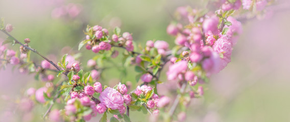 Fototapeta premium Blooming sakura tree in spring park. Pink flowers of blossoming cherry tree