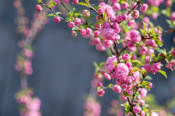 Blooming sakura tree in spring park. Pink flowers of blossoming cherry tree