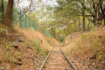 vintage train track in autumn forest