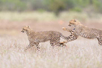 Cheetah in the wilderness of Africa, cheetah cub, cheetah mom