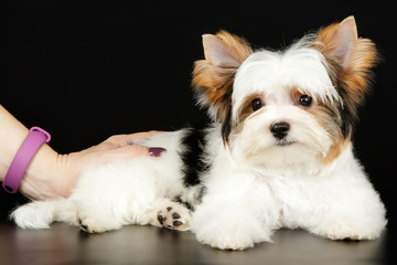 Biewer Yorkshire Terrier on colored backgrounds