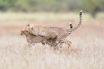 Cheetah in the wilderness of Africa, cheetah cub, cheetah mom