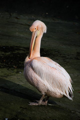 Zwierzęta z zoo © Kasia R.