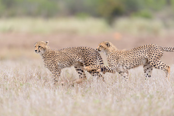 Cheetah in the wilderness of Africa, cheetah cub, cheetah mom