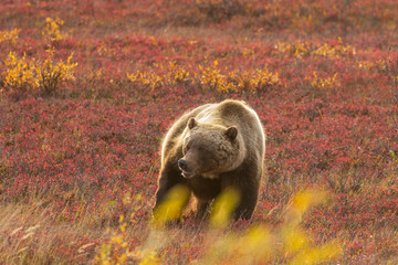 Grizzly Bear on the Tundra in Denali National Park Alaska in Autumn