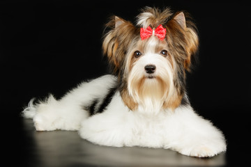 Biewer Yorkshire Terrier on colored backgrounds