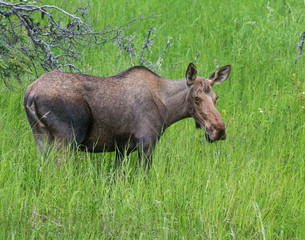 Cow Moose in Alaska