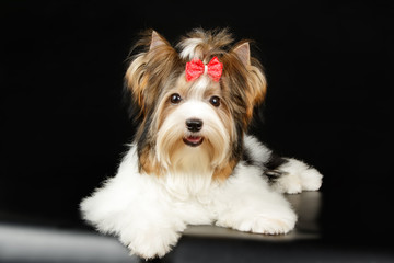 Biewer Yorkshire Terrier on colored backgrounds