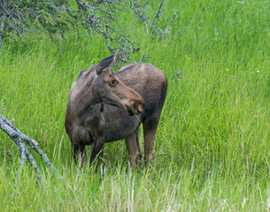 Cow Moose in Alaska