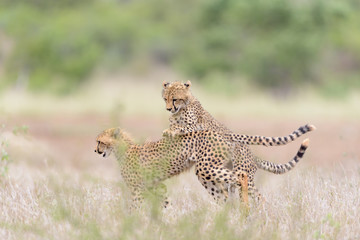 Cheetah in the wilderness of Africa, cheetah cub, cheetah mom