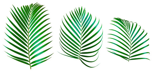 Fototapeta na wymiar Collage of green leaves of palm tree.