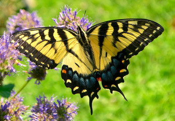 An Eastern Tiger Swallowtail butterfly feeding on the nectar of purple Hyssop flowers. (Papilio glaucus)