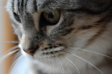 my beautiful Bengal cat