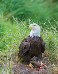 Bald Eagle in Alaska