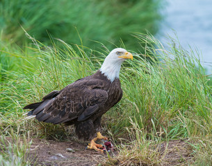 Bald Eagle in Alaska