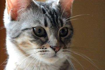 my beautiful Bengal cat