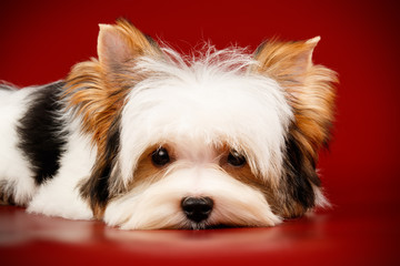 Biewer Yorkshire Terrier on colored backgrounds