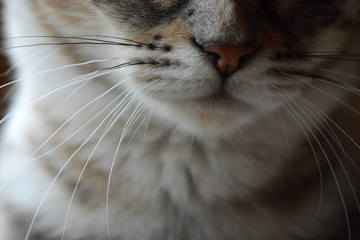 my beautiful Bengal cat