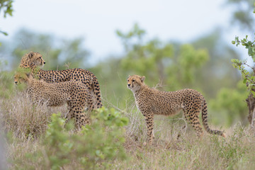 Cheetah in the wilderness of Africa, cheetah cub, cheetah mom